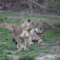 ZMB NOR SouthLuangwa 2016DEC10 NP 064 : 2016, 2016 - African Adventures, Africa, Date, December, Eastern, Month, National Park, Northern, Places, South Luangwa, Trips, Year, Zambia